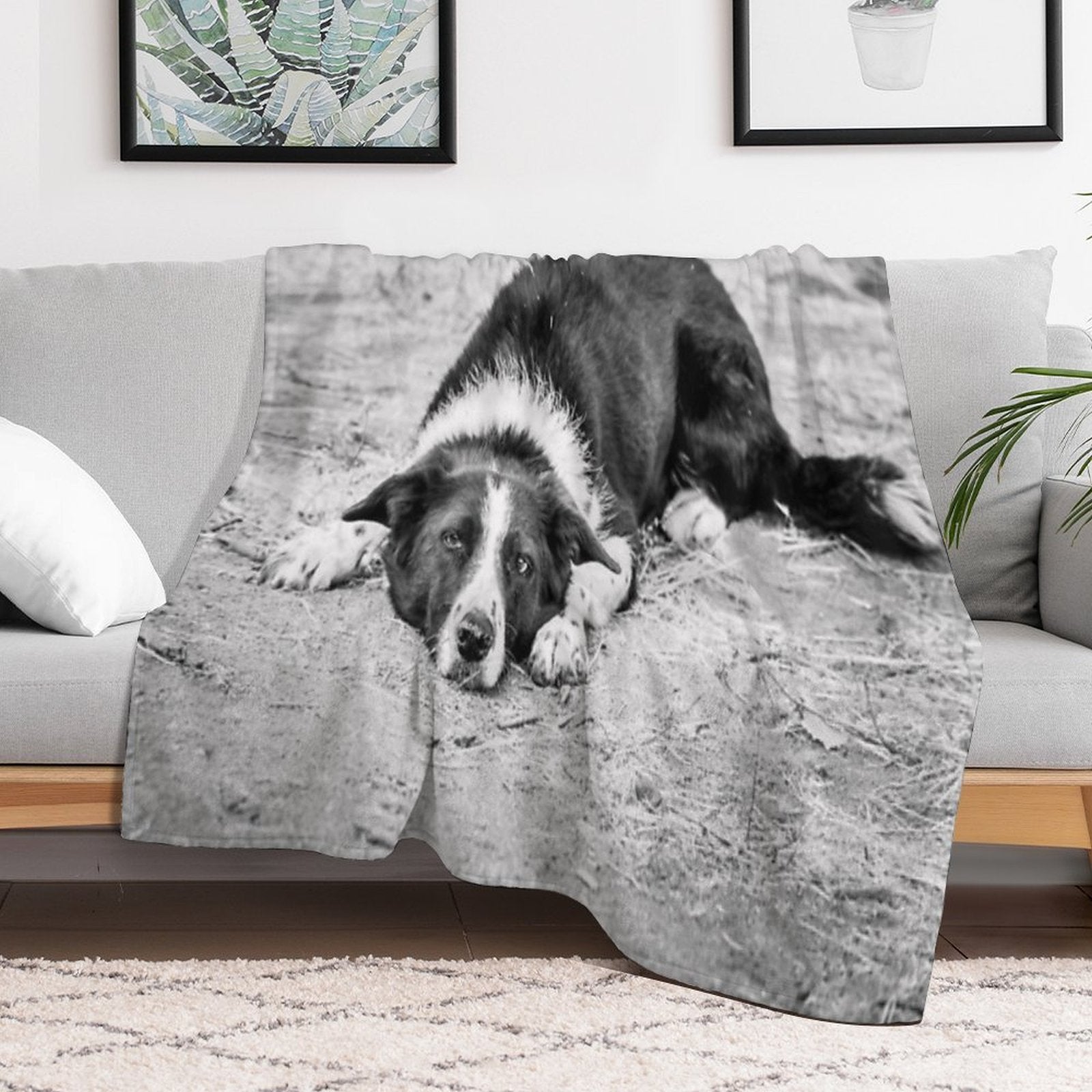 Black And White Border Collie Lying on Ground Compact Throw Blanket