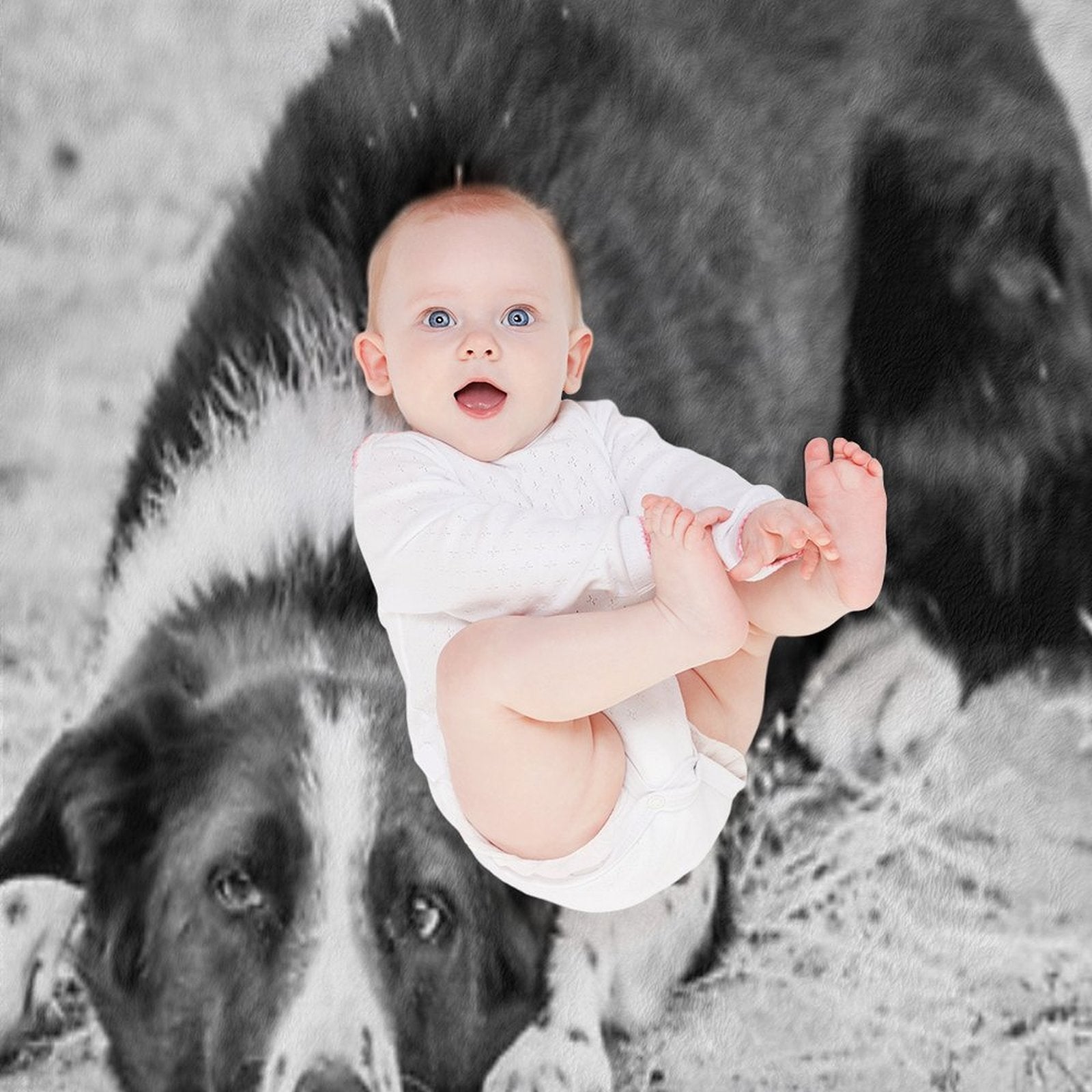 Black And White Border Collie Lying on Ground Compact Throw Blanket