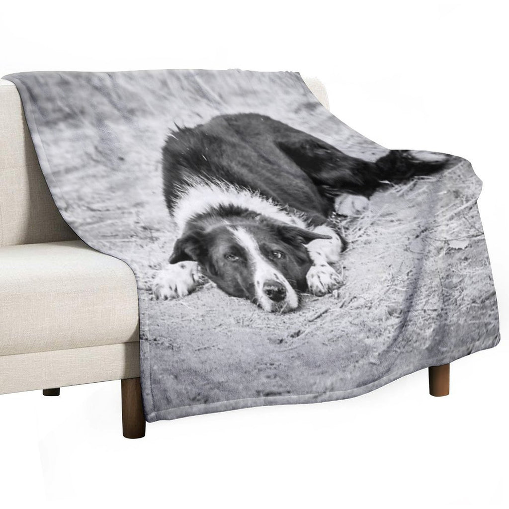 Black And White Border Collie Lying on Ground Compact Throw Blanket