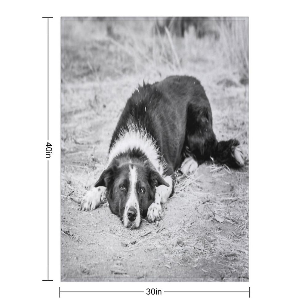 Black And White Border Collie Lying on Ground Compact Throw Blanket